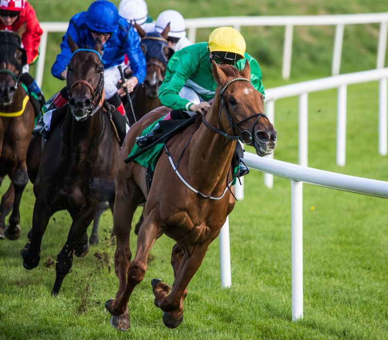 Jockeys racing horses around a grassy track, with one horse leading the pack near a white rail.
